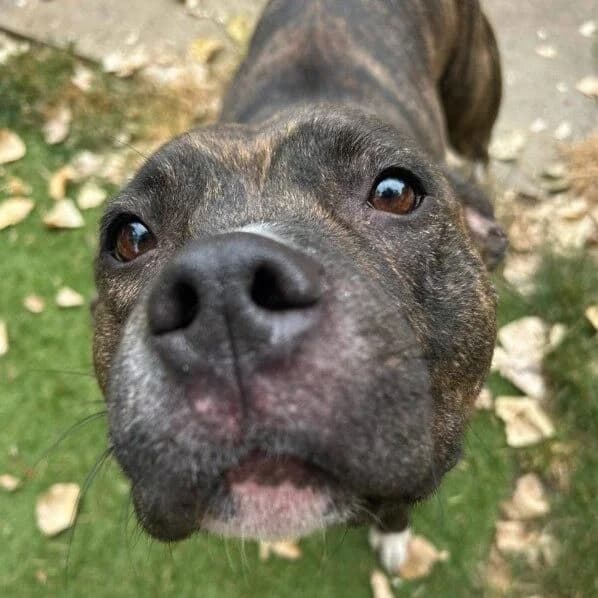Rudi, female puppy Mixed Breed for adoption at RSPCA Lincolnshire Mid & Lincoln Branch