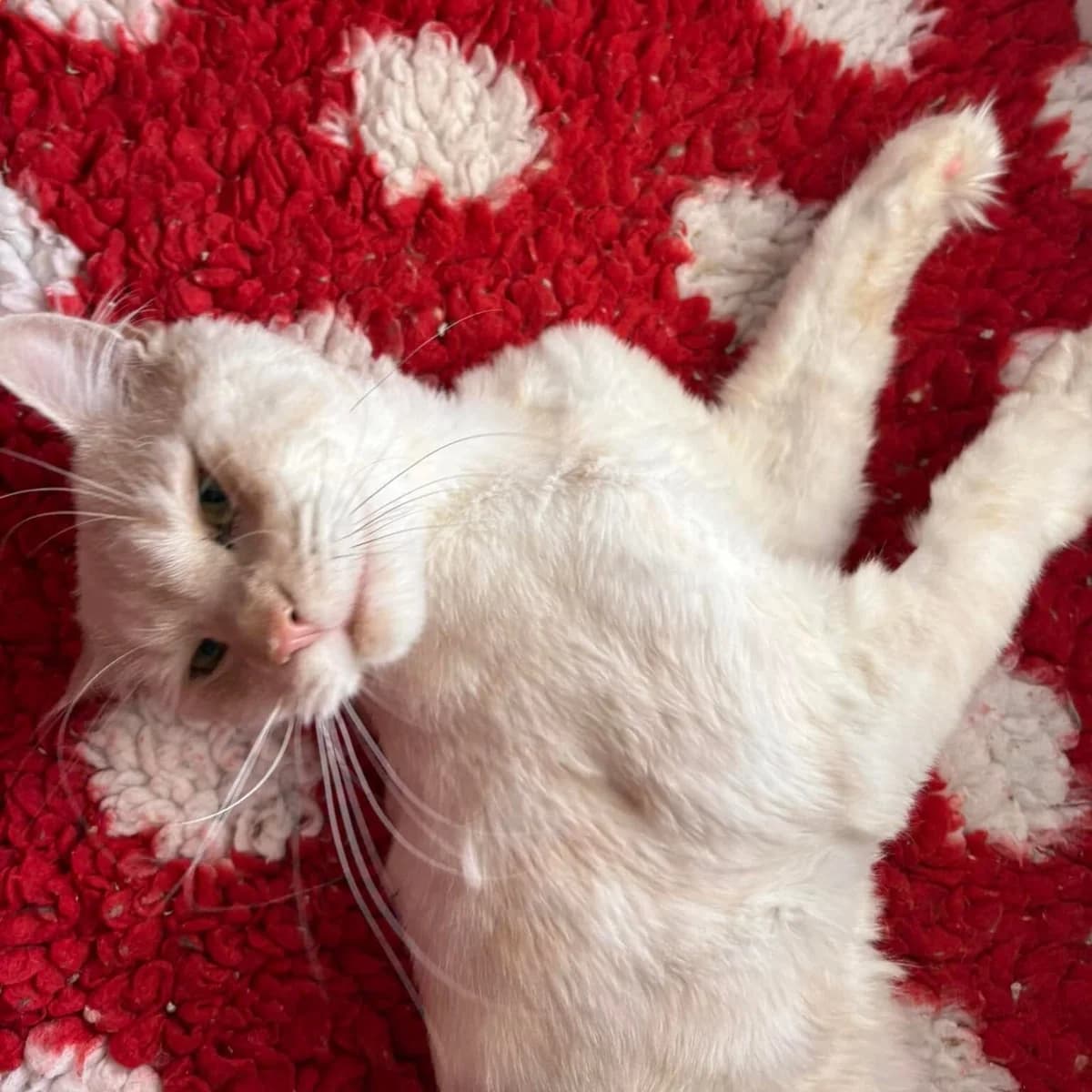 Simba, male Mixed Breed for adoption at RSPCA Lincolnshire Mid & Lincoln Branch