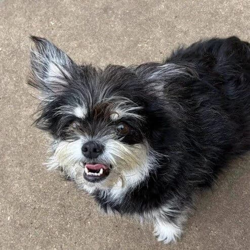 Rupert, male puppy Mixed Breed for adoption at RSPCA Lincolnshire Mid & Lincoln Branch