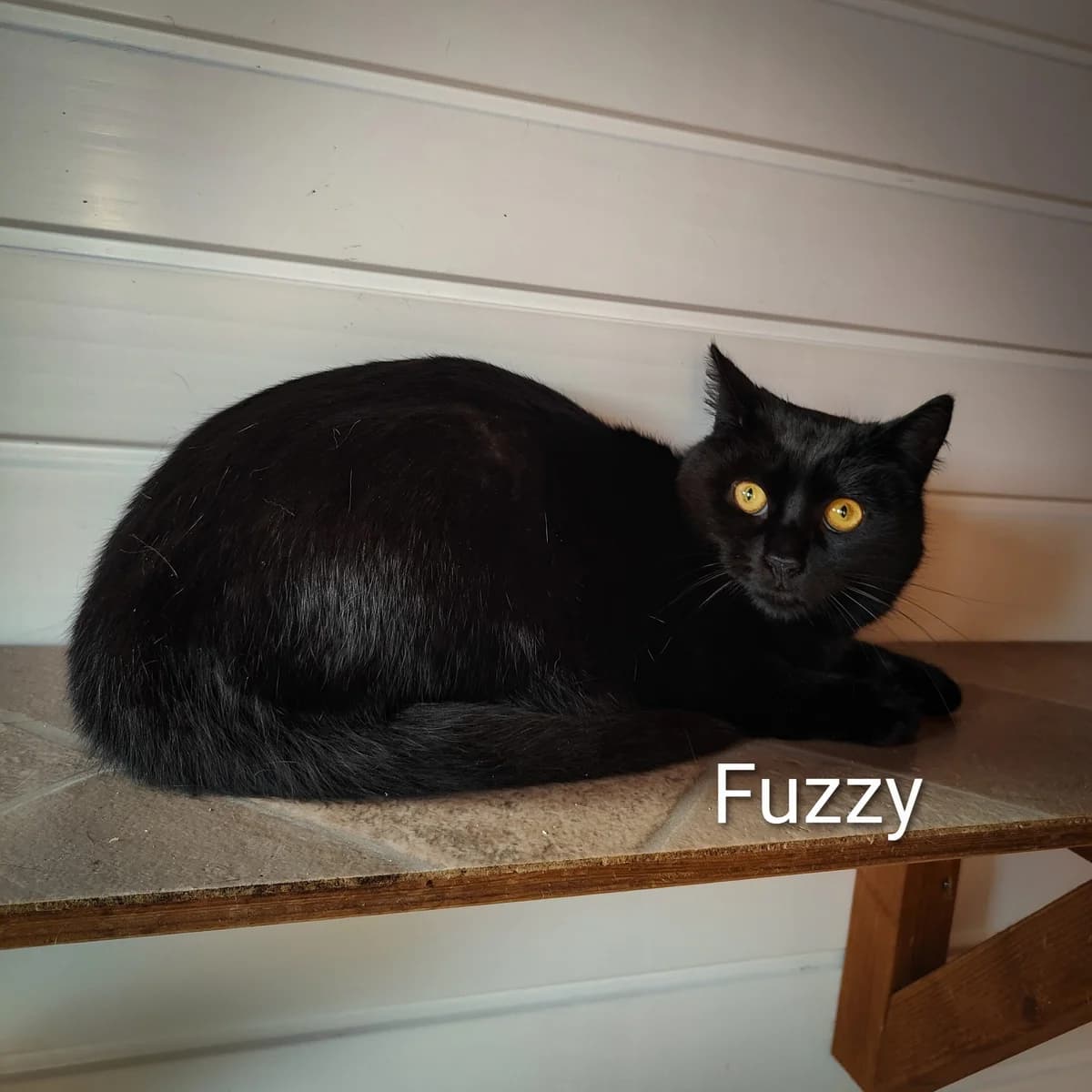 Fuzzy, male young Mixed Breed for adoption at RSPCA Lincolnshire East