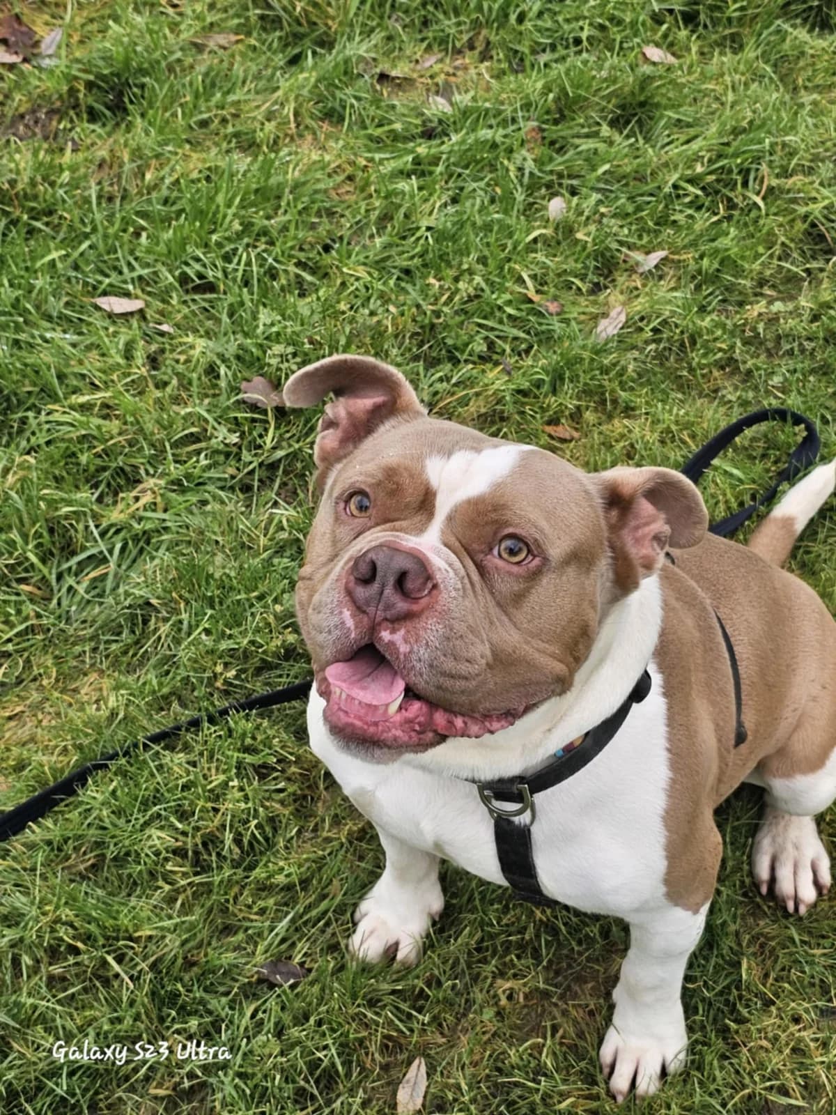 Kio, Mixed Breed for adoption at RSPCA Little Valley Animal Shelter