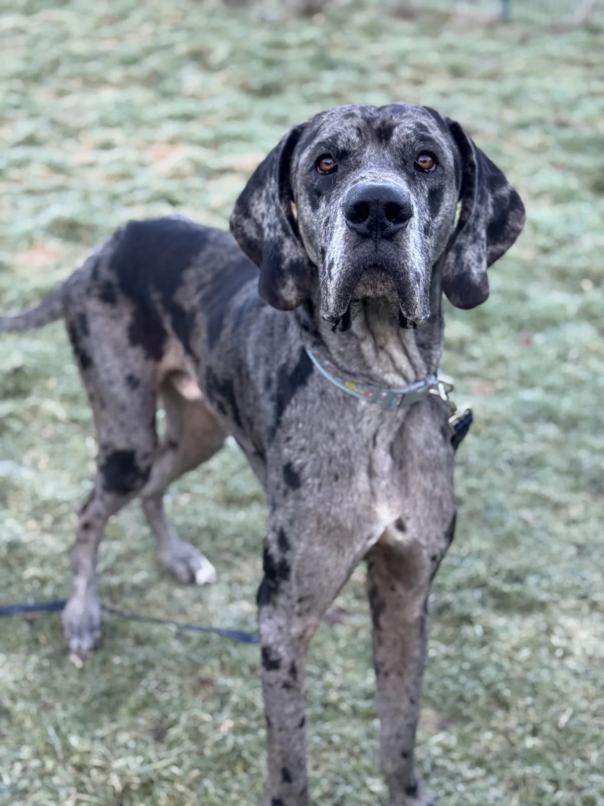 Gatsby, Mixed Breed for adoption at RSPCA Little Valley Animal Shelter
