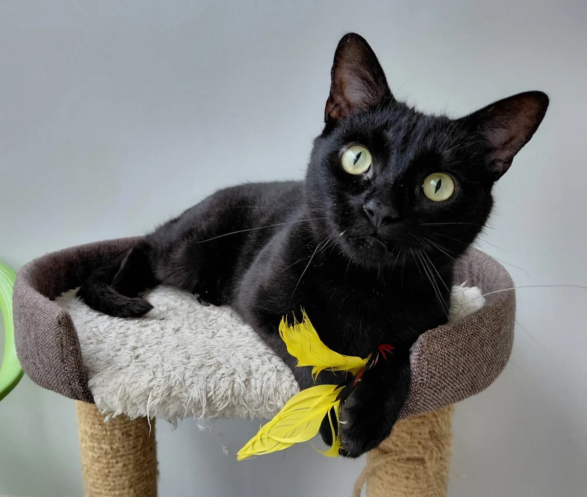 Louie, 3yo Mixed Breed for adoption at RSPCA Little Valley Animal Shelter