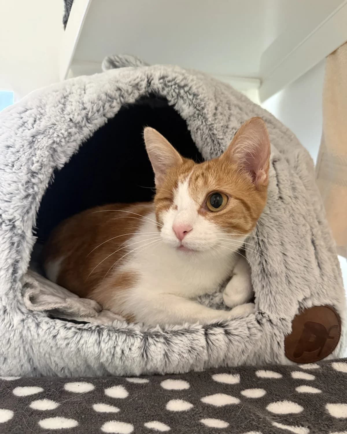 Binky, Mixed Breed for adoption at RSPCA Little Valley Animal Shelter