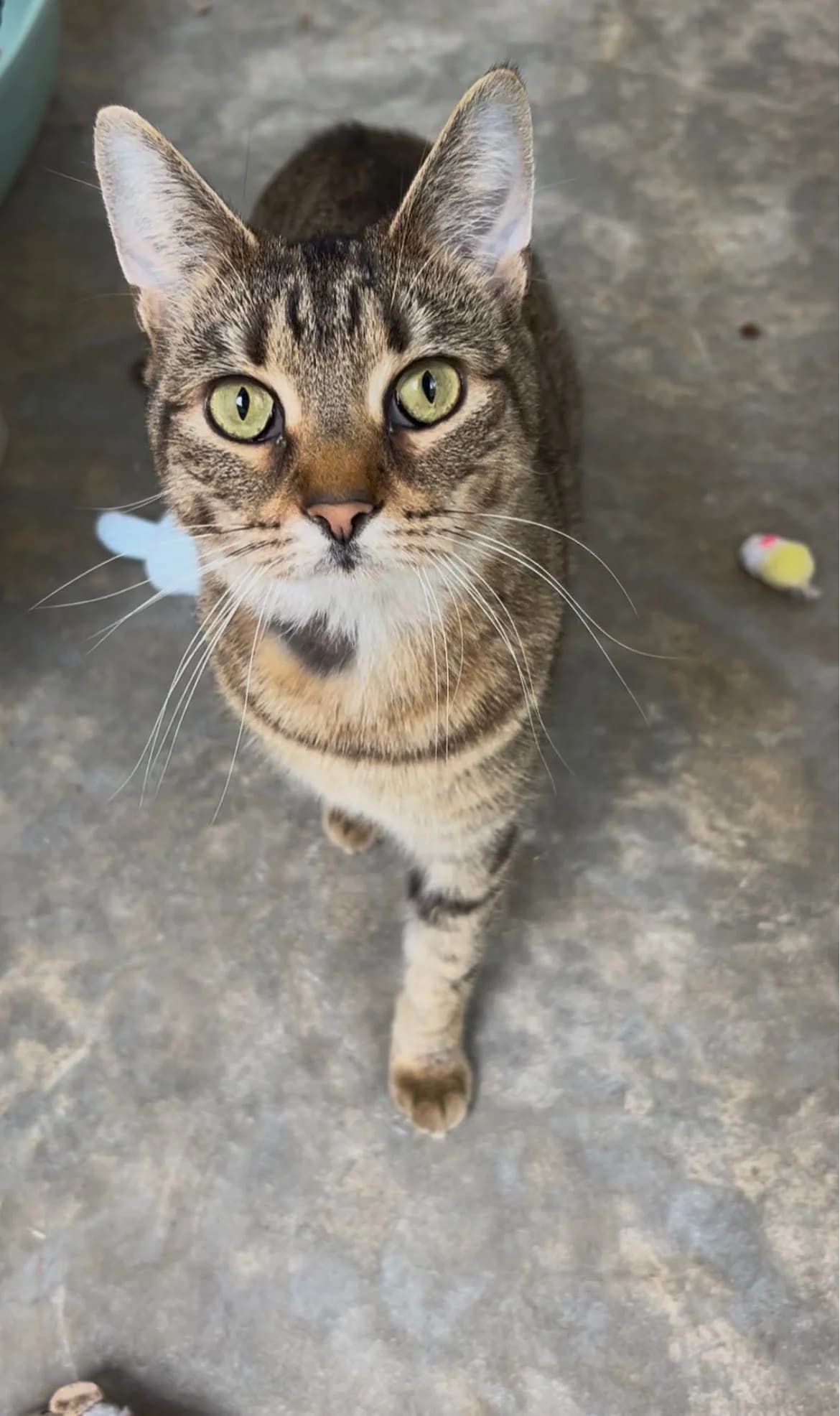 Daisy, Mixed Breed for adoption at RSPCA Little Valley Animal Shelter