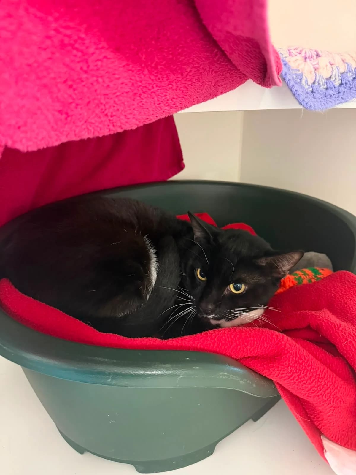 Mylo, 4yo Mixed Breed for adoption at RSPCA Little Valley Animal Shelter