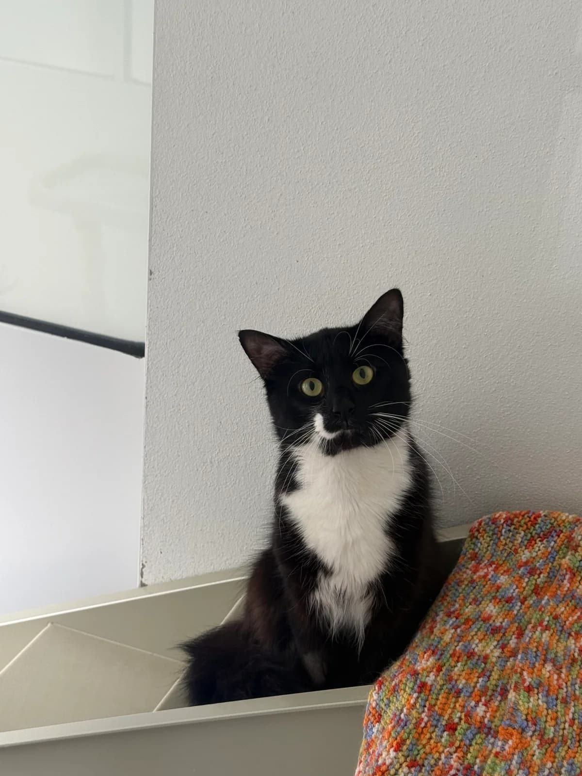 Taco, young Mixed Breed for adoption at RSPCA Little Valley Animal Shelter