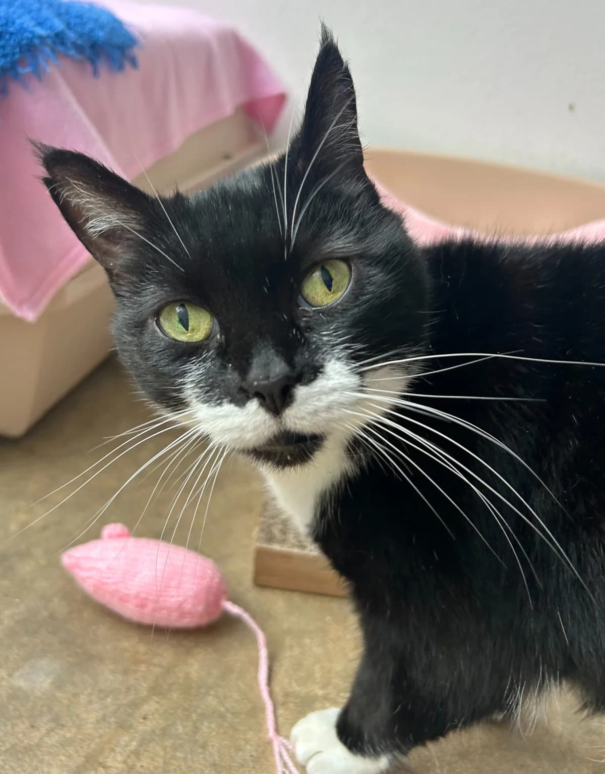 Jess, senior Mixed Breed for adoption at RSPCA Little Valley Animal Shelter