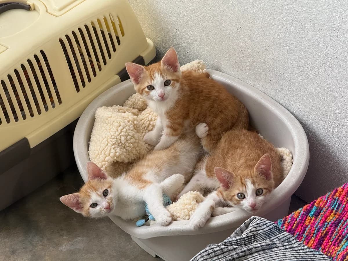 Cappuccino, Latte & Mocha, puppy Mixed Breed for adoption at RSPCA Little Valley Animal Shelter