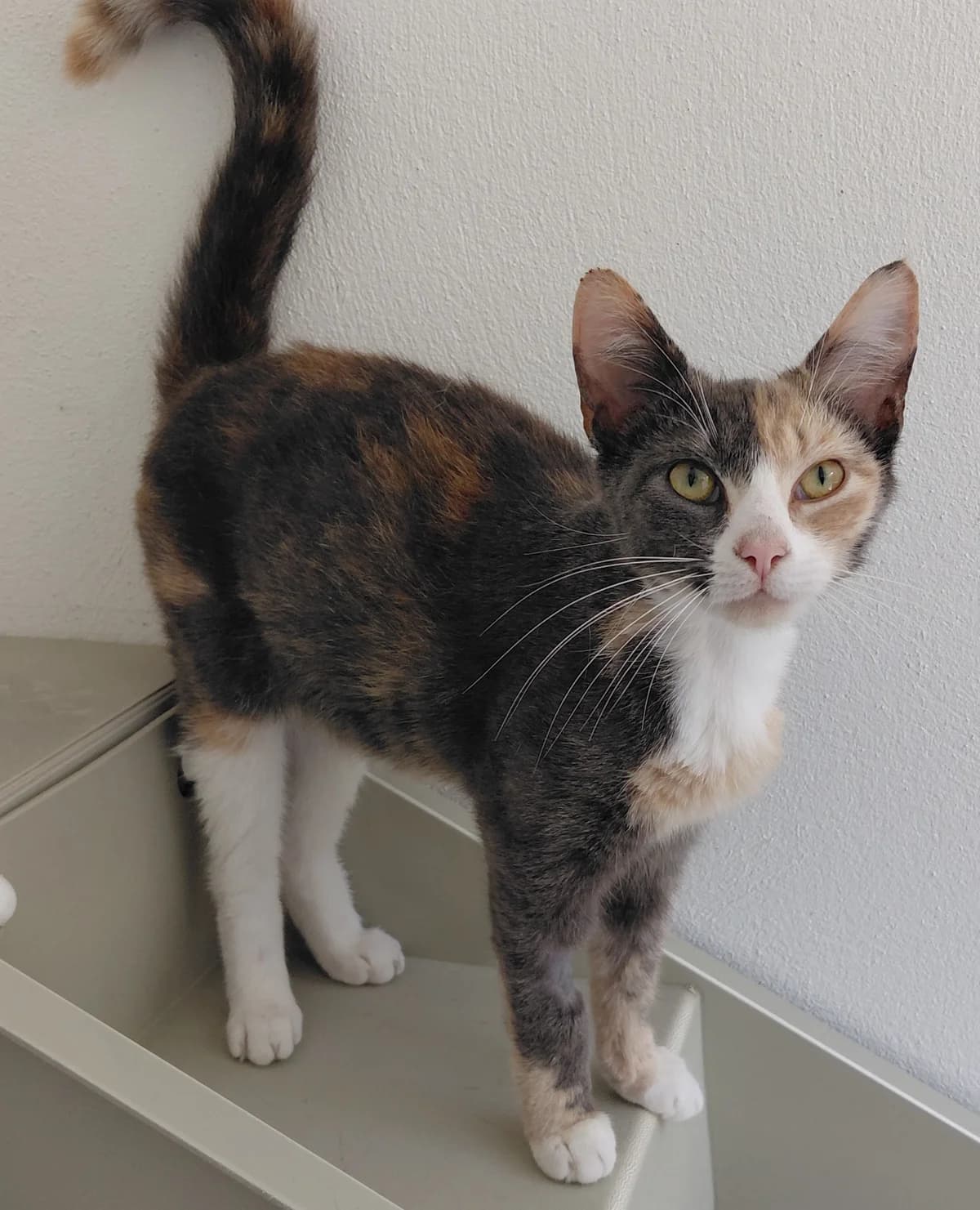 Tinkerbell, Mixed Breed for adoption at RSPCA Little Valley Animal Shelter