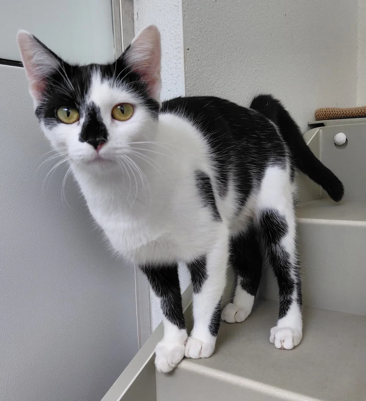 Solar, puppy Mixed Breed for adoption at RSPCA Little Valley Animal Shelter