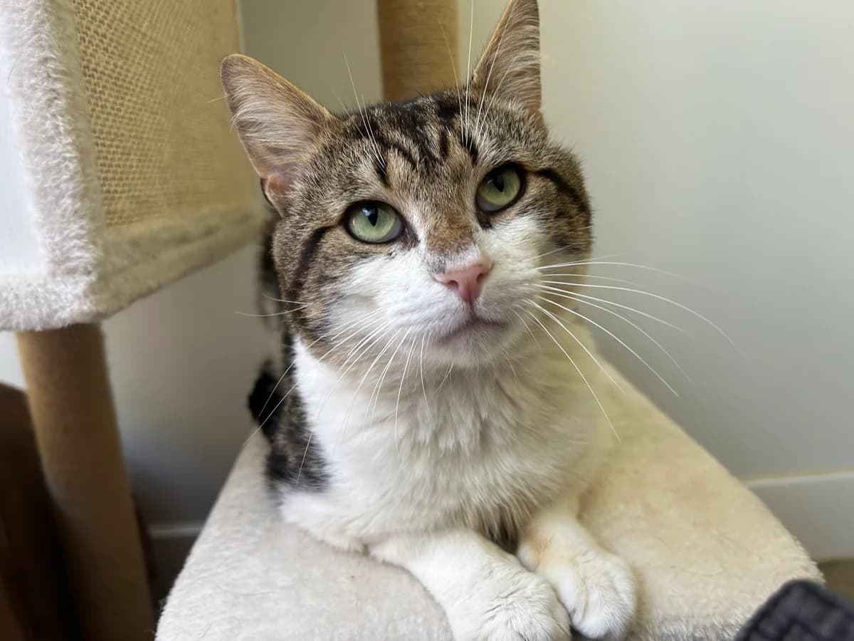 Kevin, Mixed Breed for adoption at RSPCA Little Valley Animal Shelter