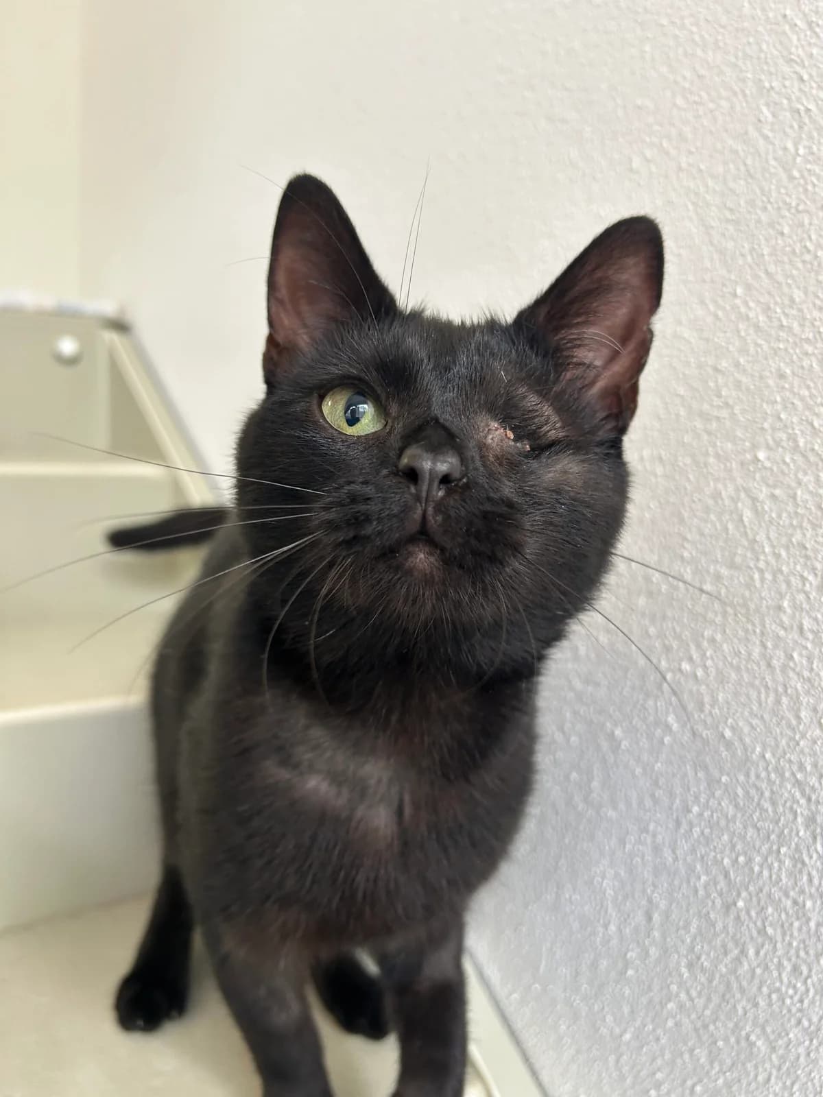 Mowgli, young Mixed Breed for adoption at RSPCA Little Valley Animal Shelter