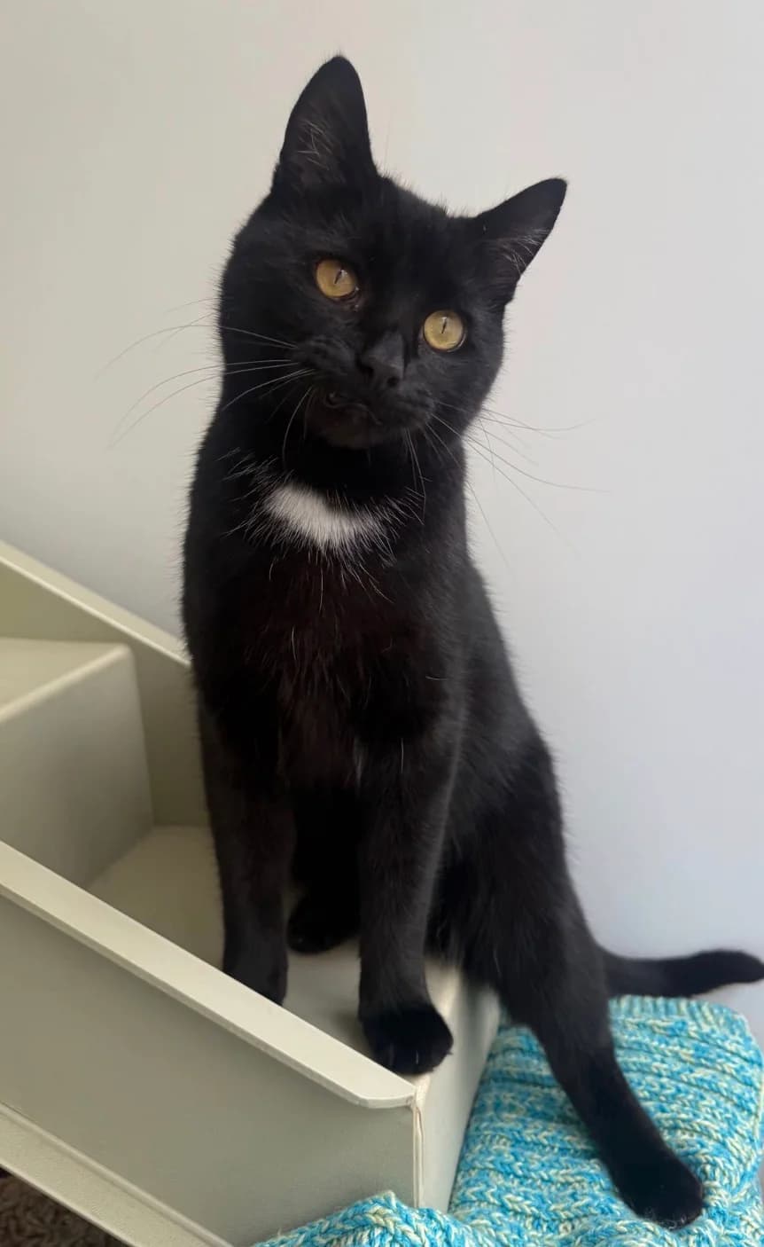 Teddy, 4yo Mixed Breed for adoption at RSPCA Little Valley Animal Shelter