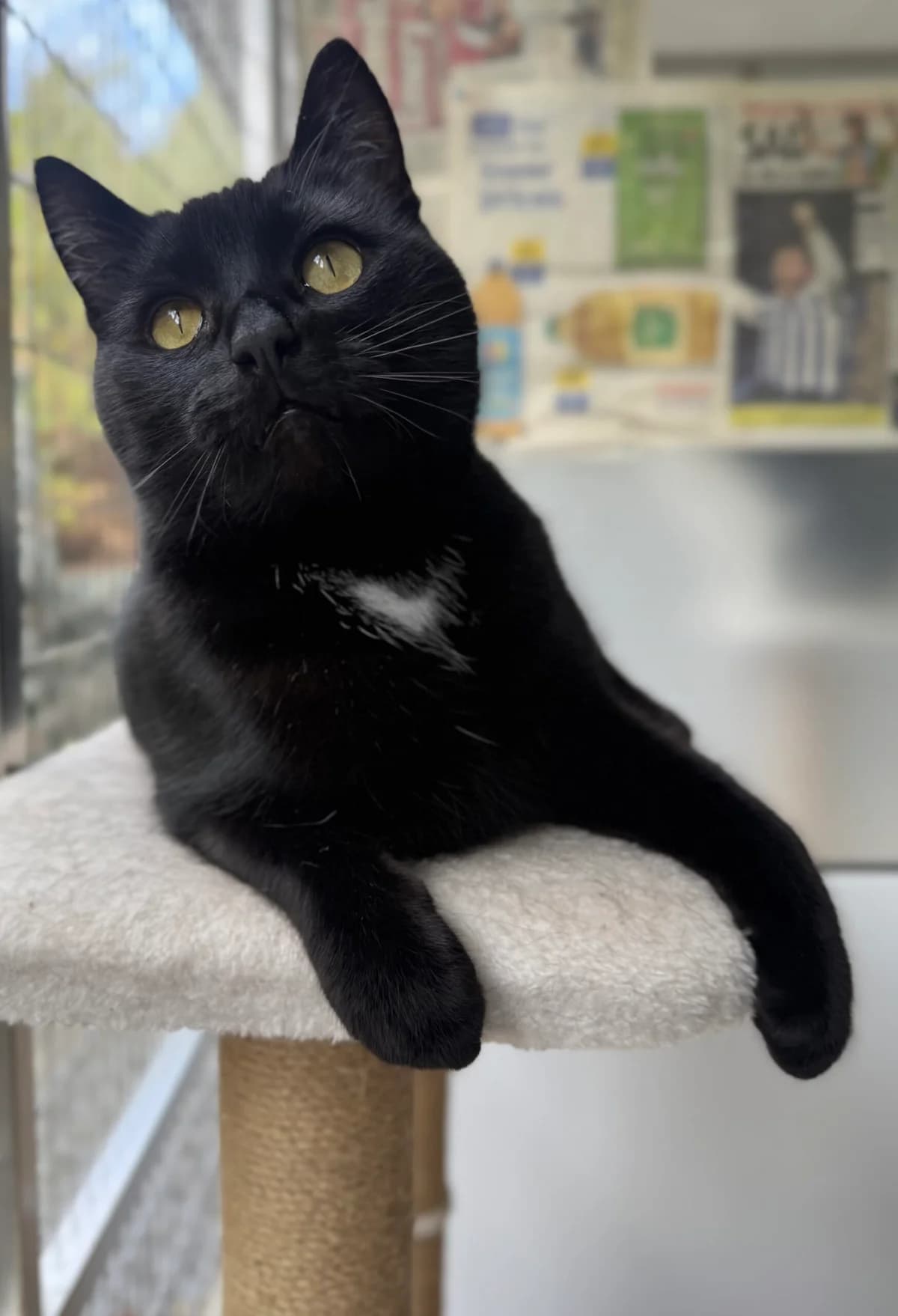 Teddy, 4yo Mixed Breed for adoption at RSPCA Little Valley Animal Shelter