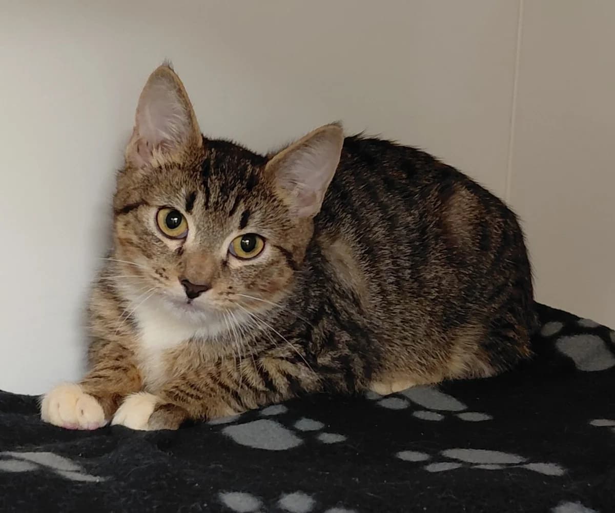 Joey, Juno & Jolene, Mixed Breed for adoption at RSPCA Little Valley Animal Shelter