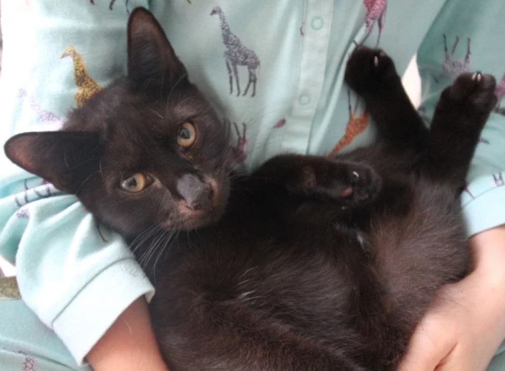 Bagheera, male puppy Mixed Breed Cat for adoption at RSPCA Macclesfield, SE Cheshire and Buxton