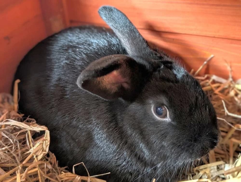 Bruno, male young mixed breed for adoption at RSPCA Macclesfield, SE Cheshire and Buxton