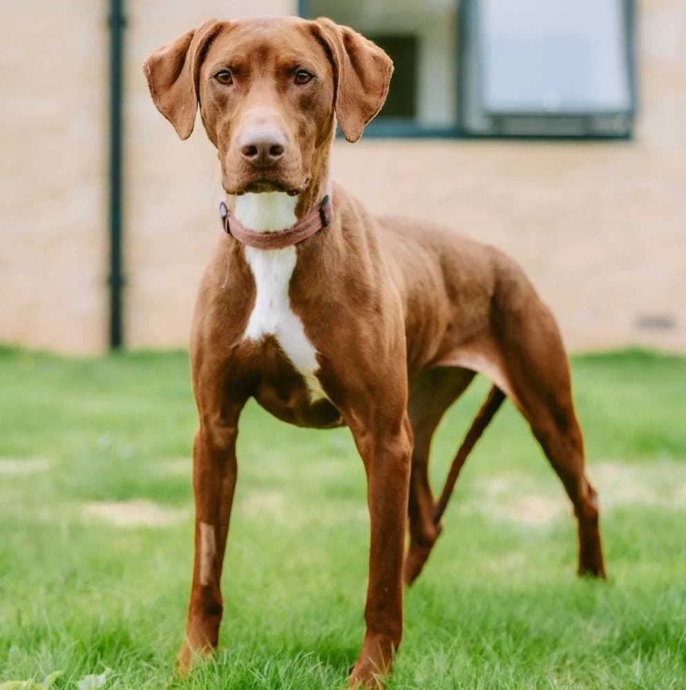 Lady, female 4yo Doberman for adoption at RSPCA Macclesfield, SE Cheshire and Buxton