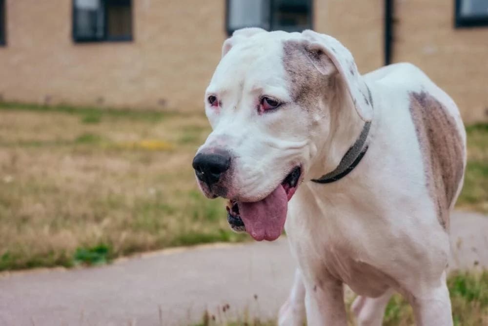 Minnie, female senior Great Dane for adoption at RSPCA Macclesfield, SE Cheshire and Buxton