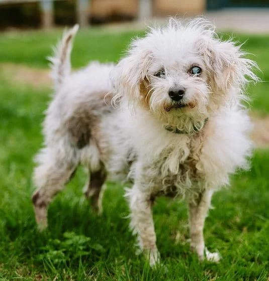 Tilly, female senior Bichon Frisé for adoption at RSPCA Macclesfield, SE Cheshire and Buxton