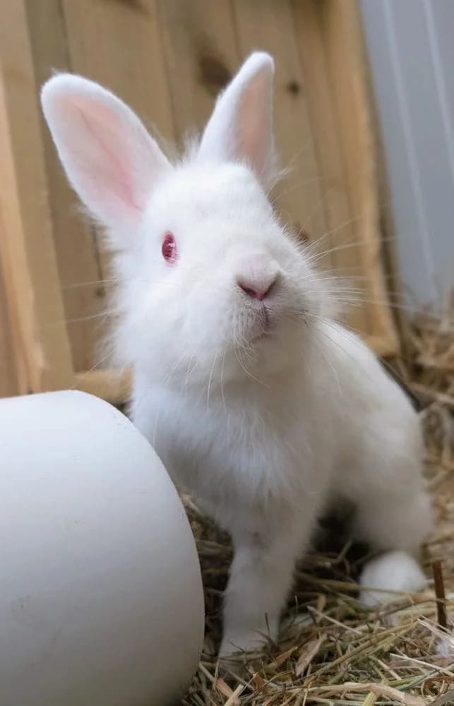 Wallace, male young mixed breed for adoption at RSPCA Macclesfield, SE Cheshire and Buxton