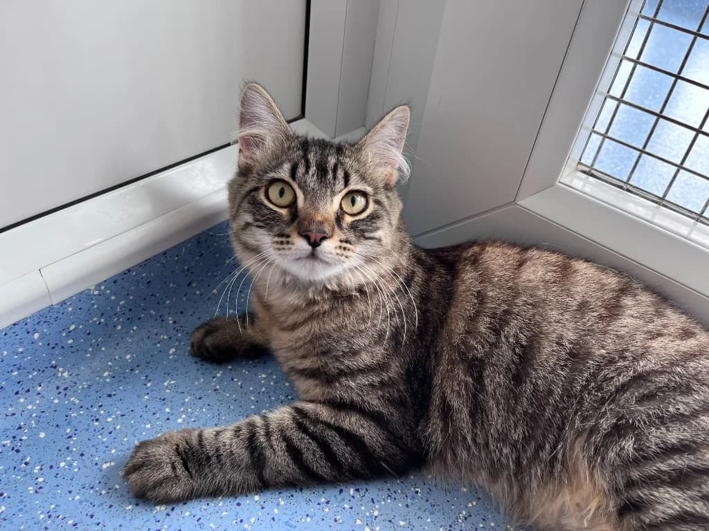 Roman, male puppy mixed breed for adoption at RSPCA Northamptonshire Branch