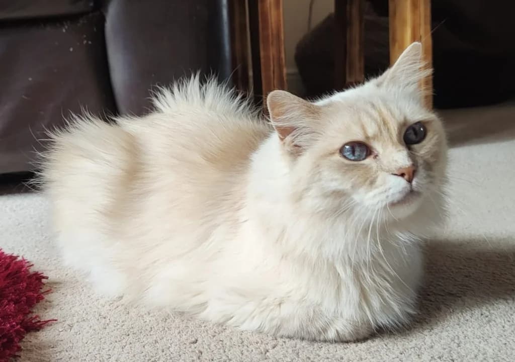Evie, female senior Mixed Breed Cat for adoption at RSPCA Northamptonshire Branch