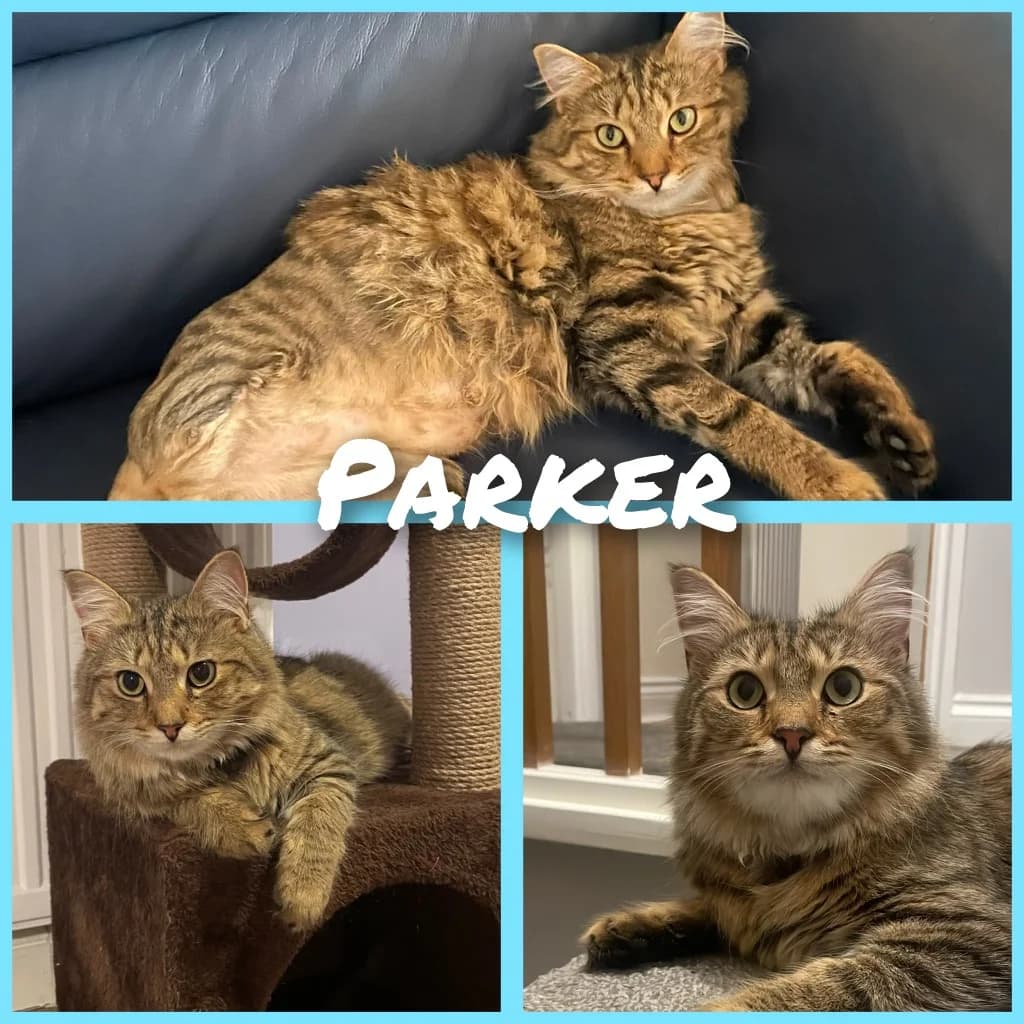 Parker, male puppy mixed breed for adoption at RSPCA Northamptonshire Branch
