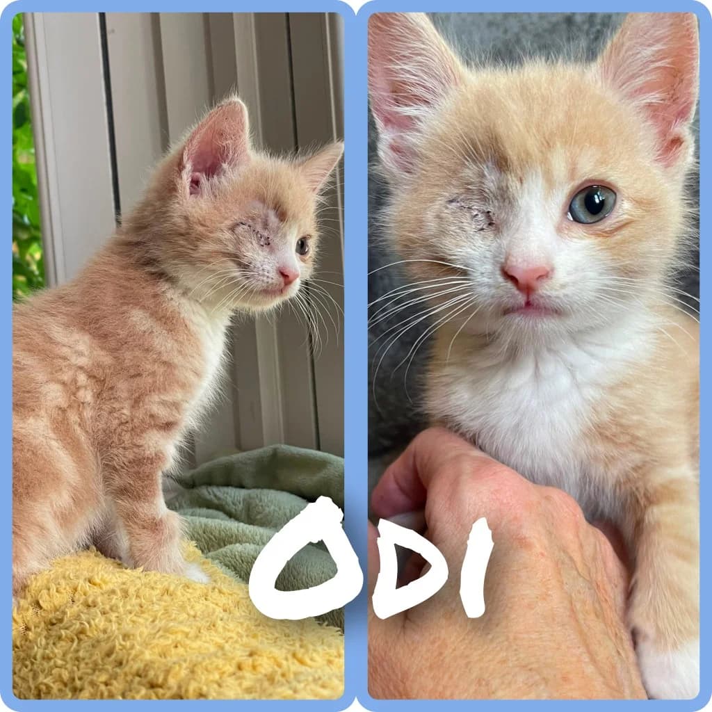 Odi, male puppy Mixed Breed Cat for adoption at RSPCA Northamptonshire Branch