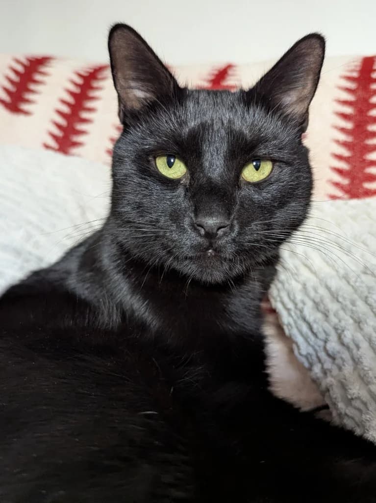 Pierre, male 4yo Mixed Breed Cat for adoption at RSPCA Northamptonshire Branch