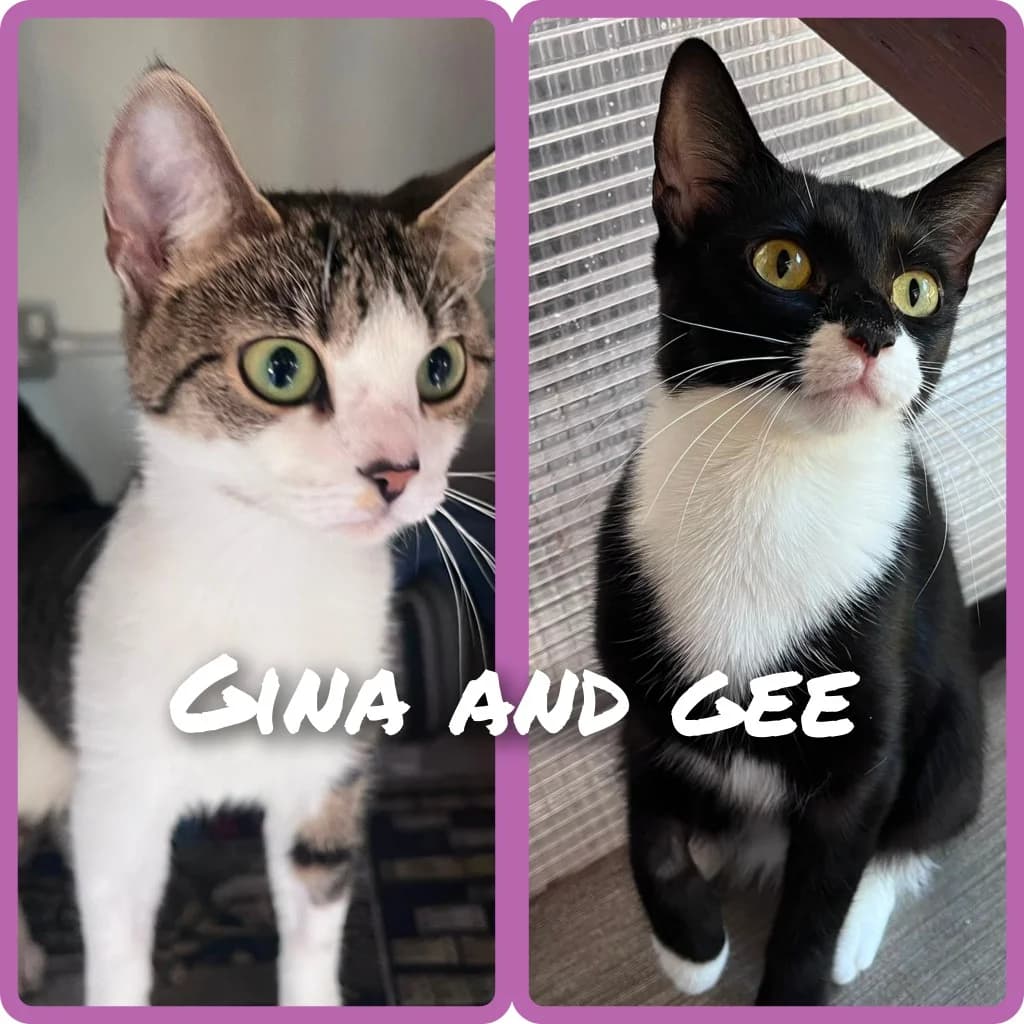 Gina, female puppy Mixed Breed Cat for adoption at RSPCA Northamptonshire Branch