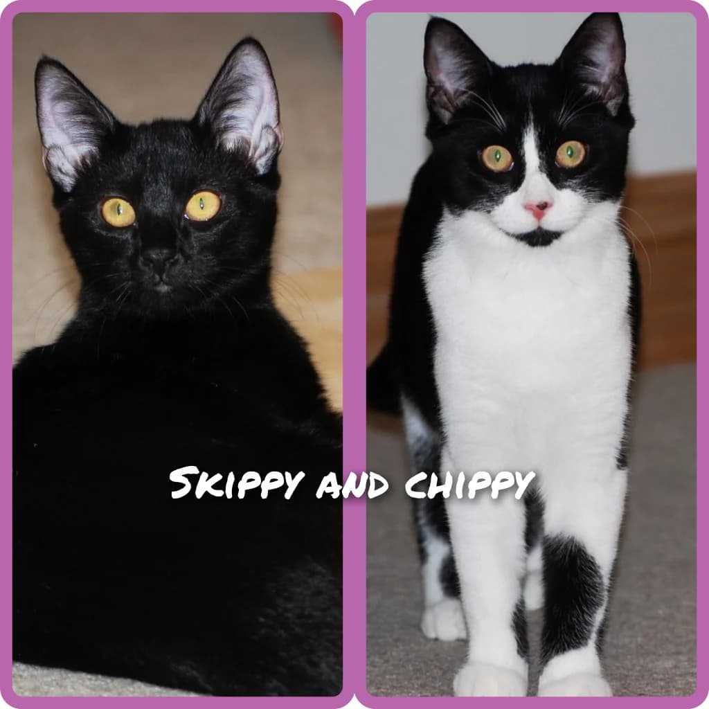 Skippy, female puppy Mixed Breed Cat for adoption at RSPCA Northamptonshire Branch