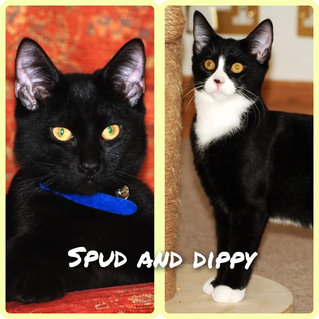 Spud, male puppy Mixed Breed Cat for adoption at RSPCA Northamptonshire Branch