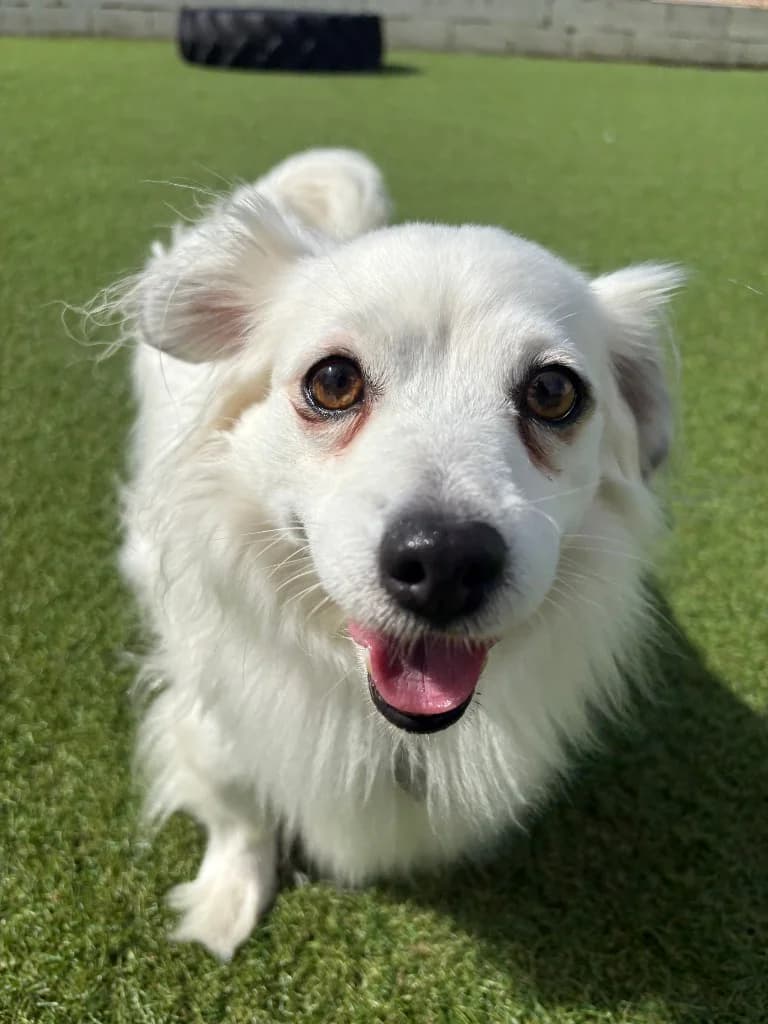 Poppy, female 6yo Chihuahua for adoption at RSPCA Northamptonshire Branch