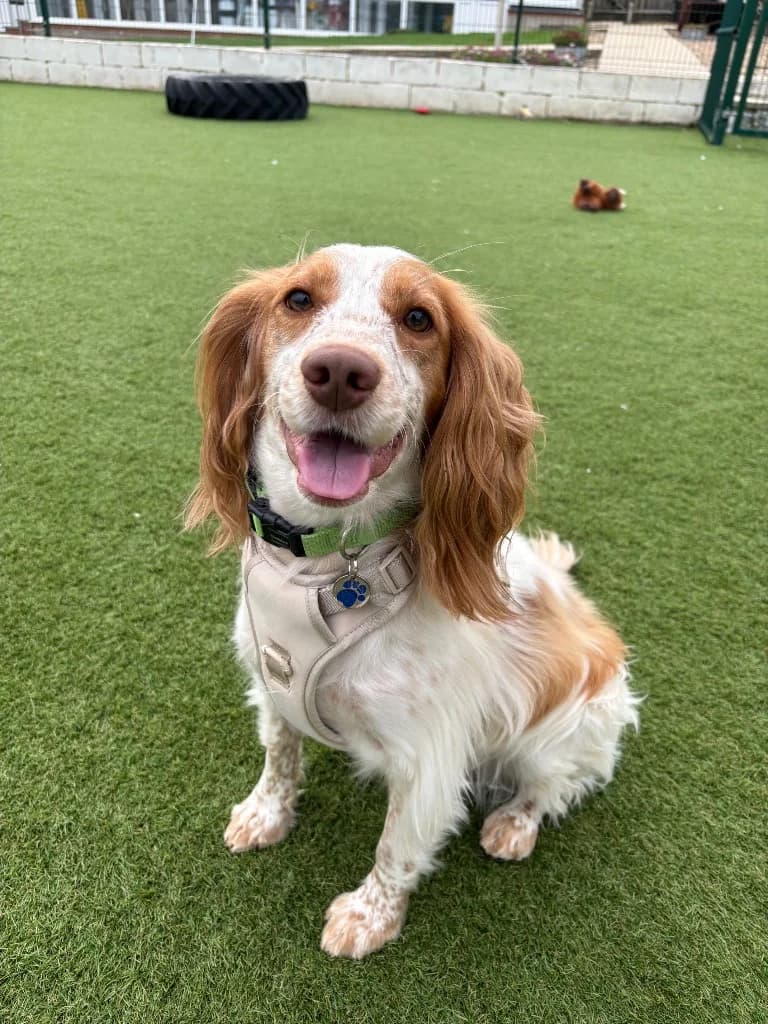 Jax, male 3yo mixed breed for adoption at RSPCA Northamptonshire Branch