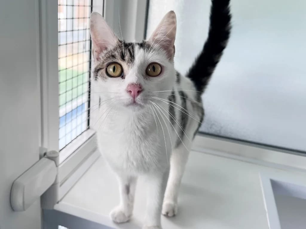 Mouse, female puppy Mixed Breed Cat for adoption at RSPCA Northamptonshire Branch