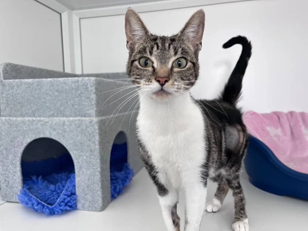 Dora, female puppy Mixed Breed Cat for adoption at RSPCA Northamptonshire Branch