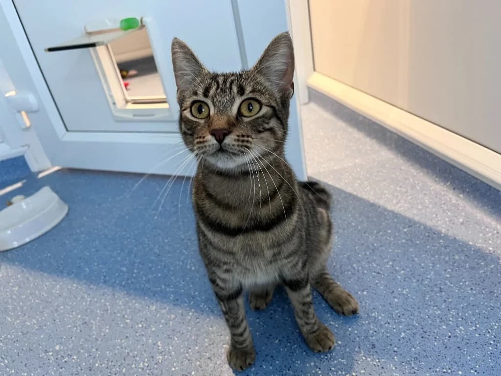 Squishy Scone, female young Mixed Breed Cat for adoption at RSPCA Northamptonshire Branch