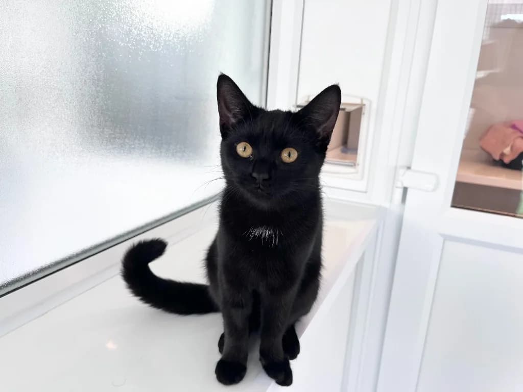 Puffy Pastry, female puppy Mixed Breed Cat for adoption at RSPCA Northamptonshire Branch