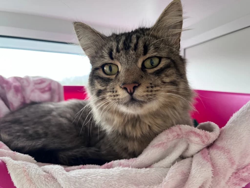 Woolly Biscuit, male young Mixed Breed Cat for adoption at RSPCA Northamptonshire Branch