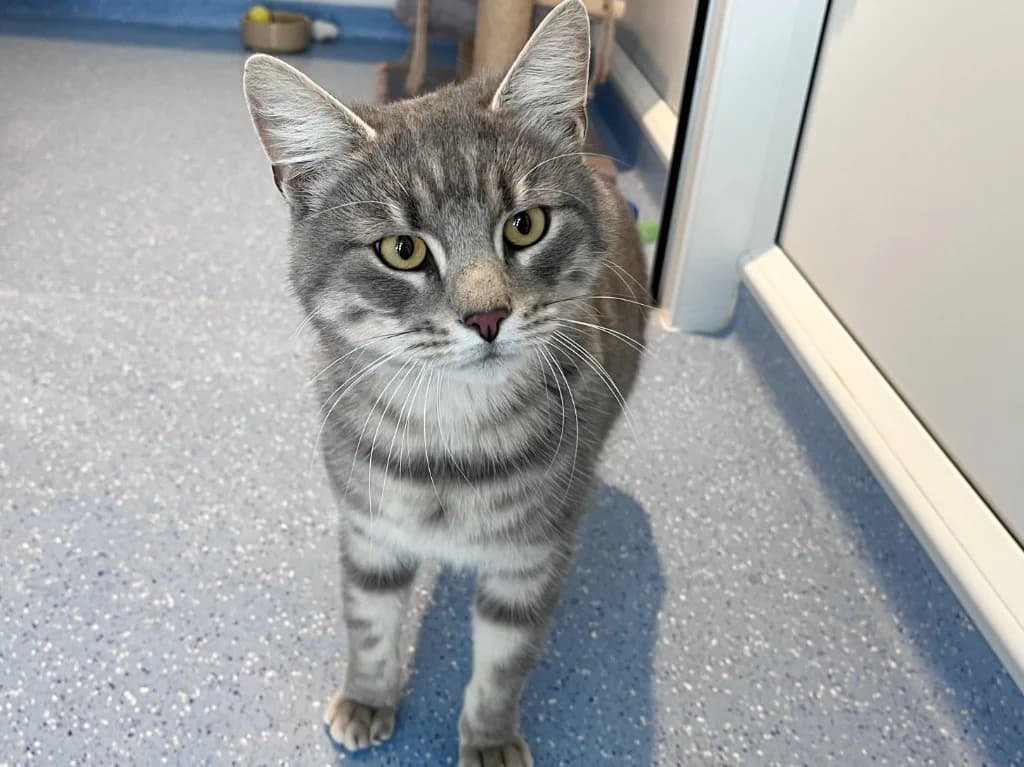 Sage, male puppy Mixed Breed Cat for adoption at RSPCA Northamptonshire Branch