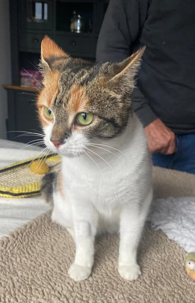 Narla, female 3yo Mixed Breed Cat for adoption at RSPCA Northamptonshire Branch