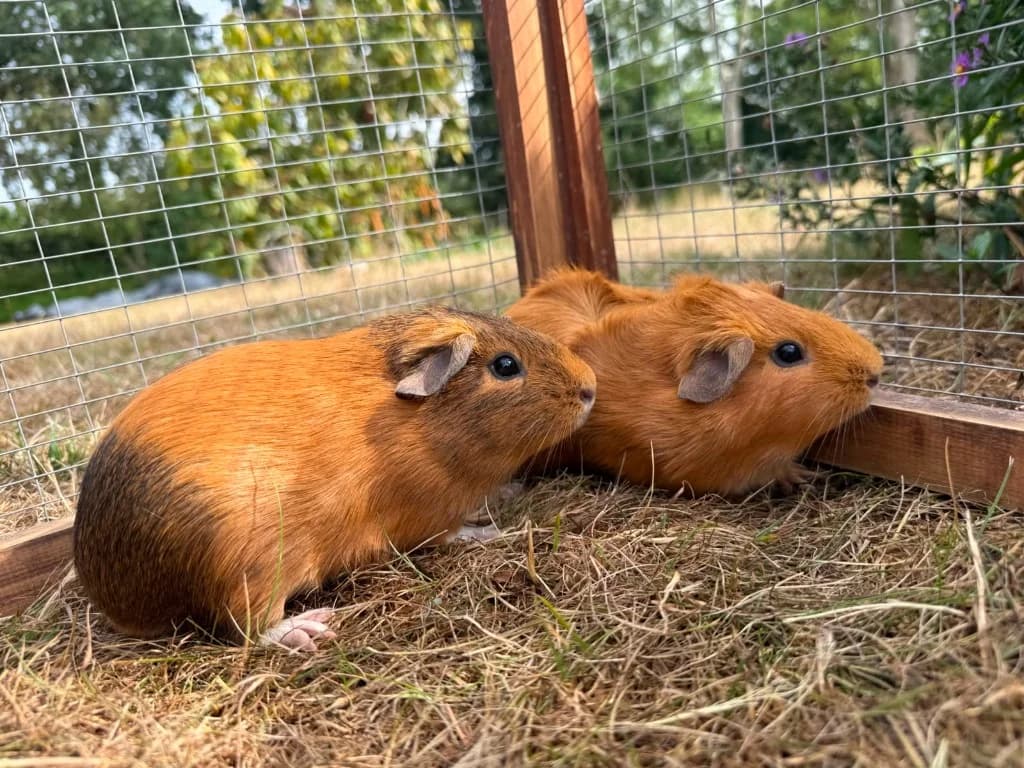 Angel & Madeleine, female puppy Guinea Pig for adoption at RSPCA Norwich