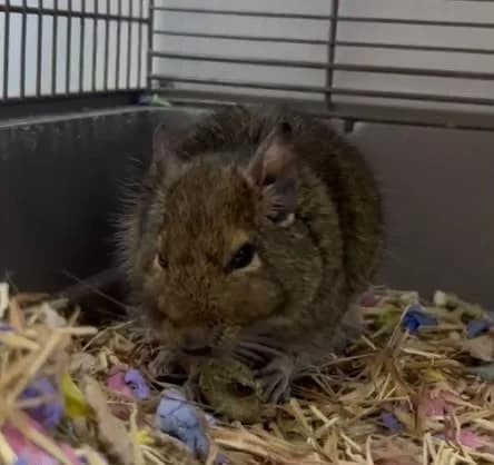 Barry, male 4yo Degu for adoption at RSPCA Norwich