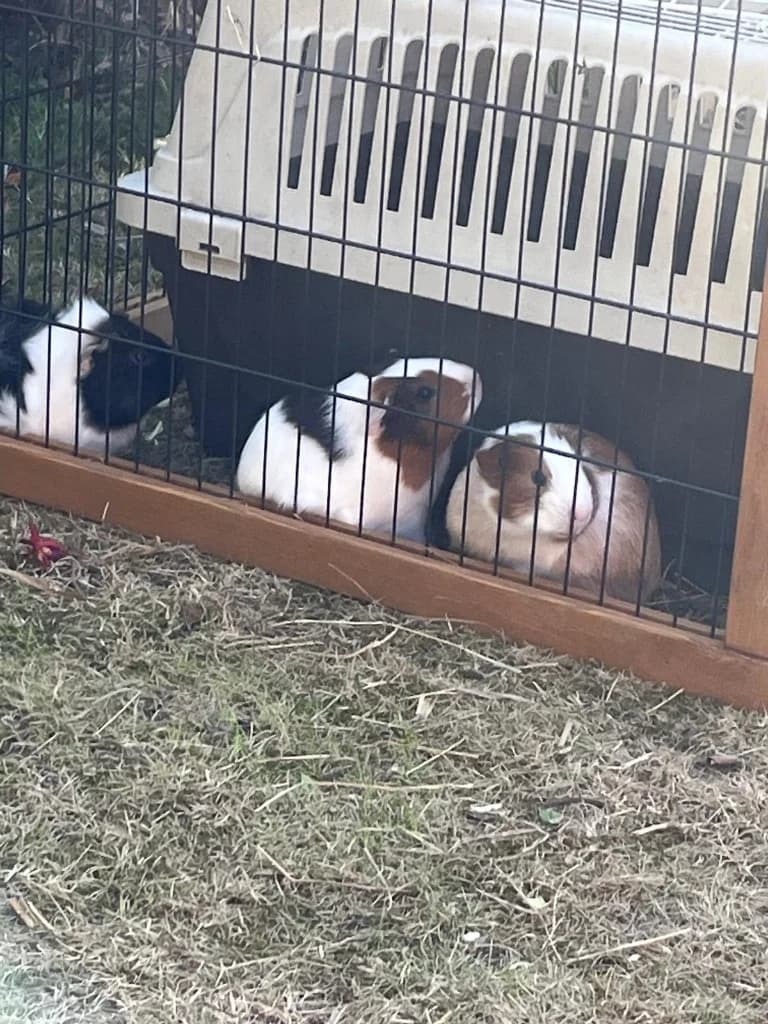 Butterfly, Fairy and Nutmeg, male puppy Guinea Pig for adoption at RSPCA Norwich