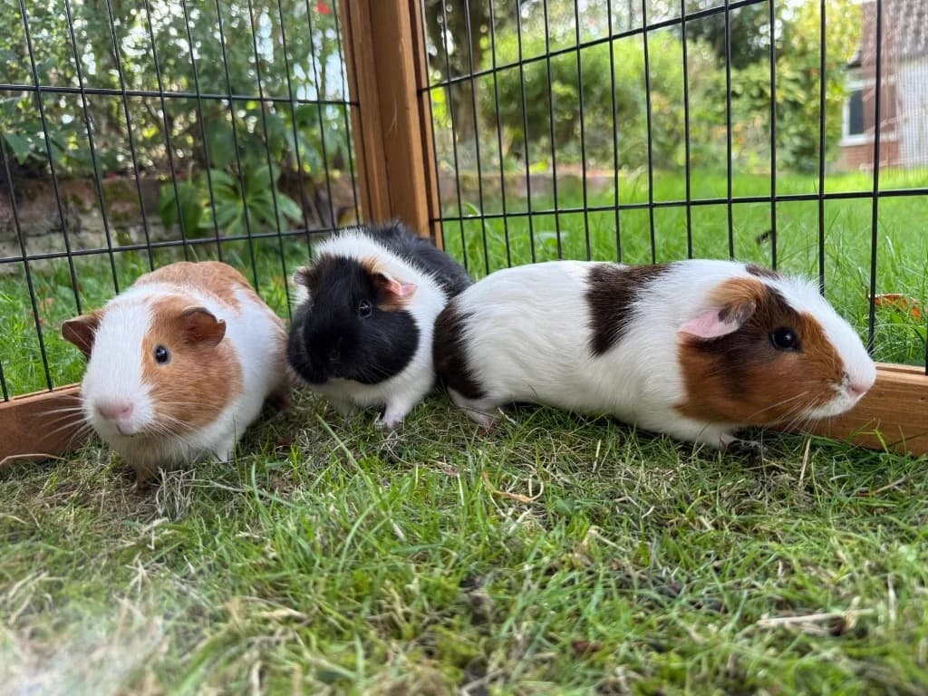 Butterfly, Fairy and Nutmeg, male puppy Guinea Pig for adoption at RSPCA Norwich
