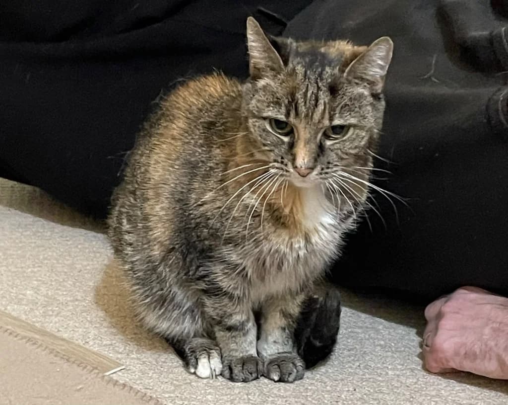 Croissant, female senior Mixed Breed Cat for adoption at RSPCA Norwich