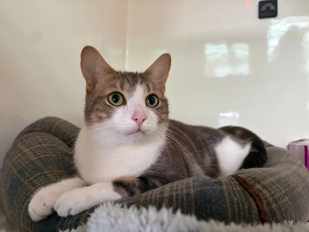 Freddie Purrcury, male young Mixed Breed Cat for adoption at RSPCA Norwich