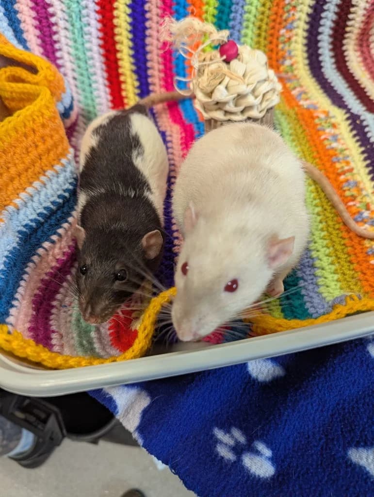 Jey & Jimmy, male young mixed breed for adoption at RSPCA Norwich